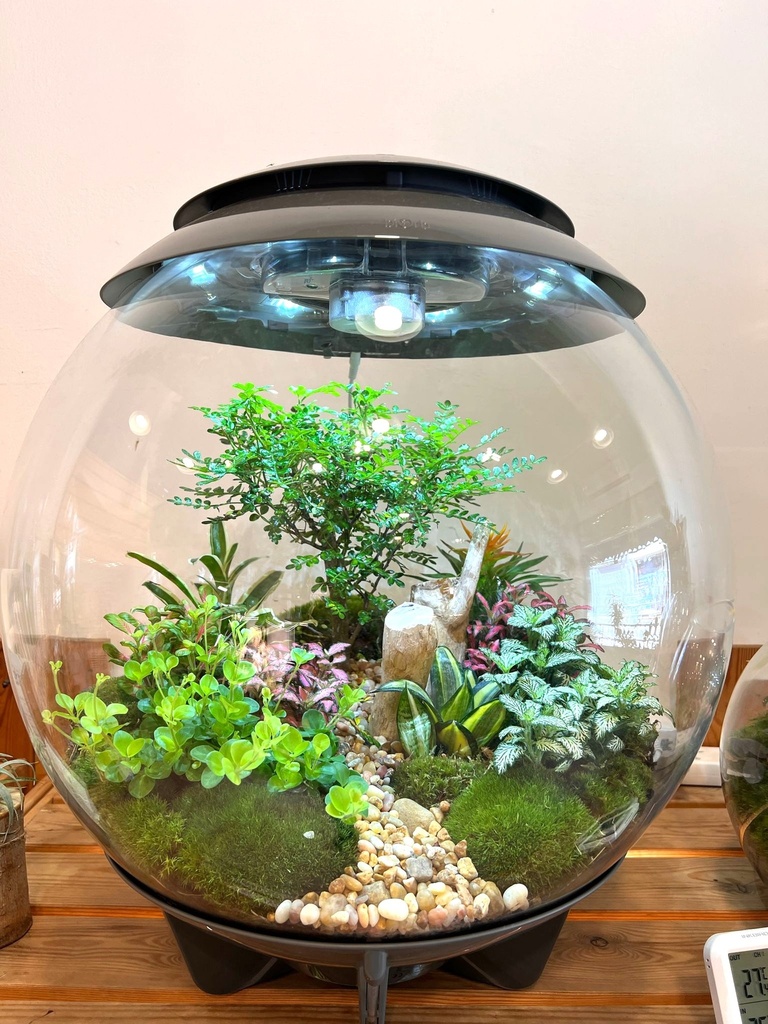 Terra - biOrb AIR in Kuwait | Terra Garden